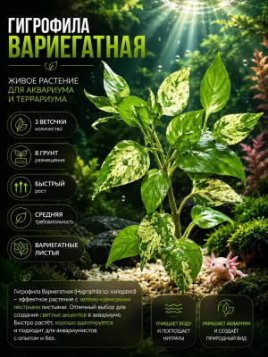 Гигрофила Вариегатная, с грузом
